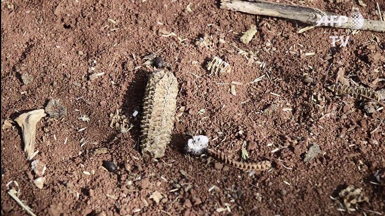 Botsuana durchlebt schwerste Dürre seit Jahrzehnten