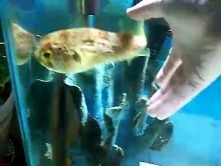 My Pufferfish puffing up!