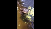 Snapping Turtle VS Canadian Goose