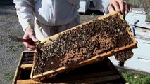 Blossom Buddies: The Epic Pollination of California's Almonds (Growing California)