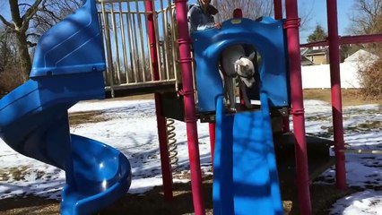 Recuerde no tirarse con un gran danés por un tobogán