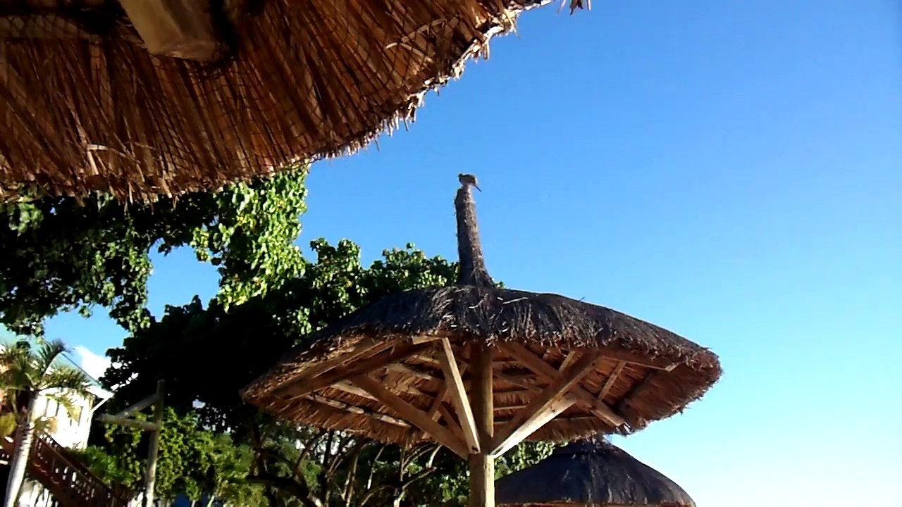 2.Oiseau