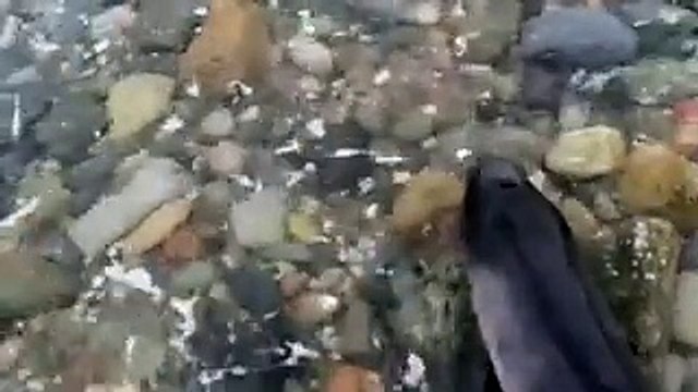 Avec l'aide de son chien cet homme sauve un bébé dauphin échoué sur la plage