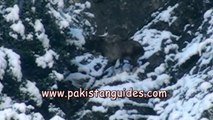 Kill Shots of Markhor & Ibex Hunts By Pakistan Guides.mp4