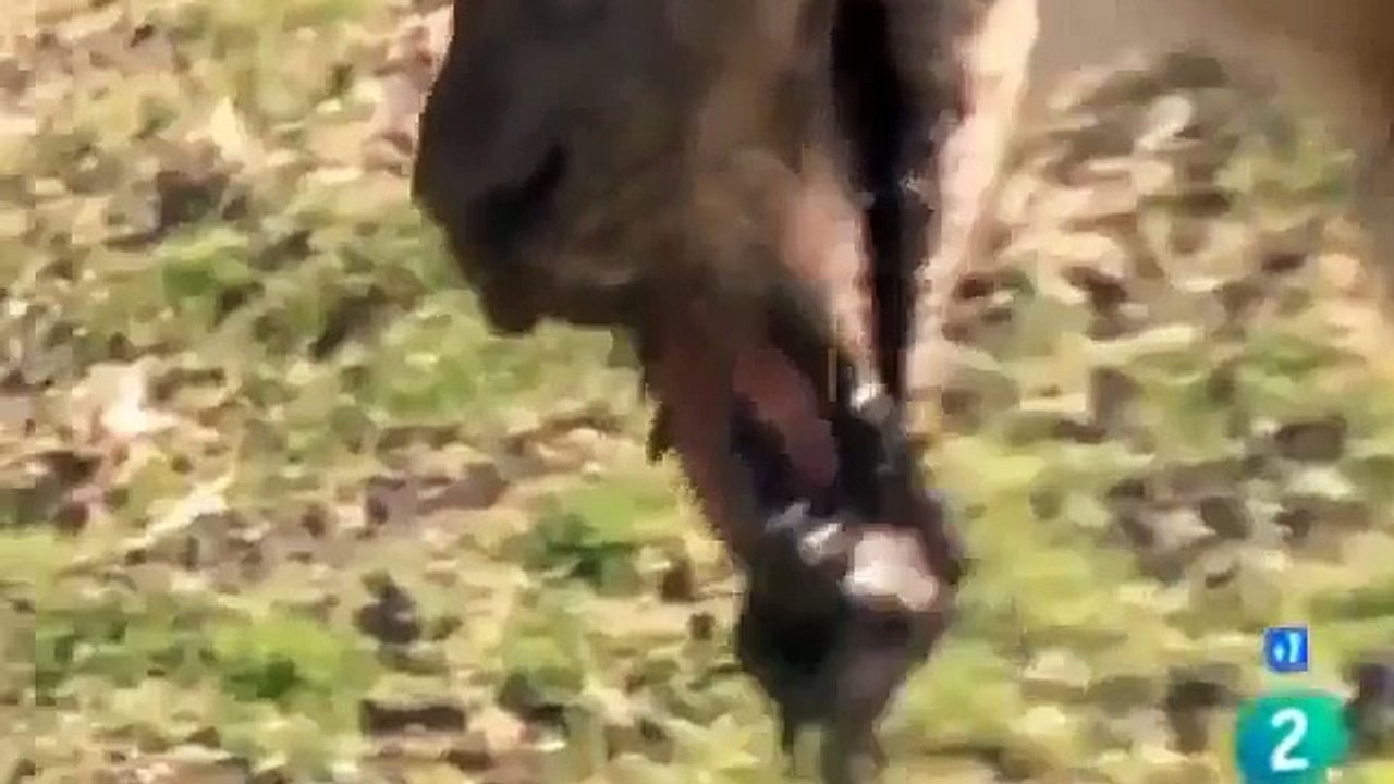 Documental de Animales ► LEONES vs HIPOPÓTAMOS y COCODRILOS  -  Documentales NatGeo Wild Español