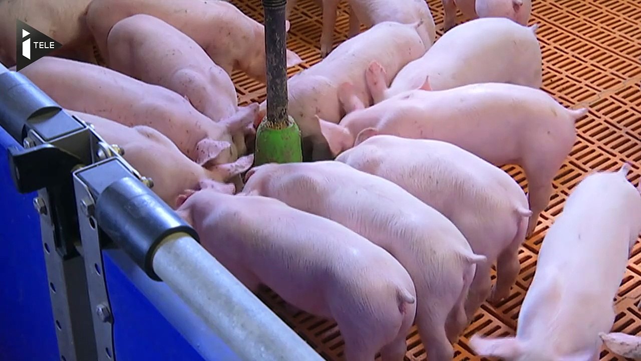 Le prix du porc, un seuil pas assez élevé pour les éleveurs