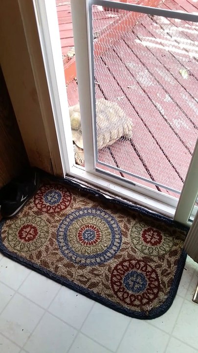 Une tortue de terre ouvre une porte et rentre dans la maison !