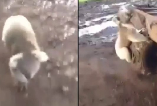 This Video Of A Bloodthirsty Koala Chasing A Woman Is Terrifying And Hilarious