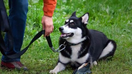 Family Obedience Dogs