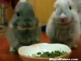 Baby Bunnies Eat Funny animals, comedy, dogs, cat fails ~ Best Funny Animals 20141 [ My Pets Funny