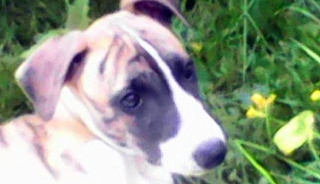 1er petit montage mon fils Lazaro