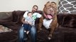 Meet 'Hulk': The Giant 175lb Family Pit Bull