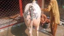 Bath time Bull enjoying taking bath in sunlight Full mahool Fatehjang bulls 2015
