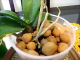 Phalaenopsis Recuperação e Cultivo Semi Hidroponia