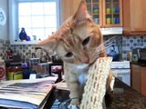 Passover Cat eats Matzah