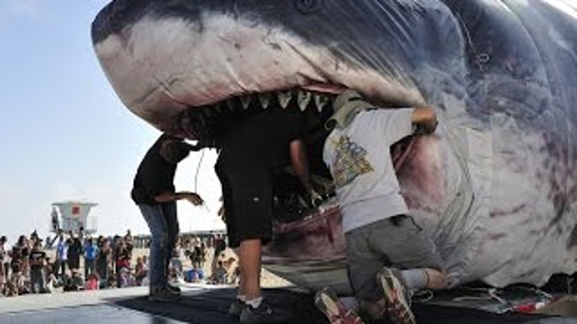 Самые большие пребольшие. Акула-монстр МЕГАЛОДОН жив. Нападение акулы МЕГАЛОДОН. Самая большая акула на земле. Самая большая акула и человек.