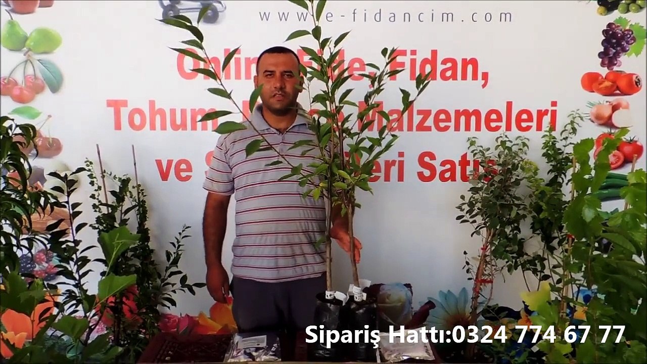 Tüplü Vişne Ağacı Fidanı Özellikleri