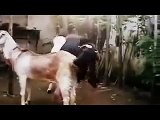 Goat funny video   Funny Goats cute funny video~1