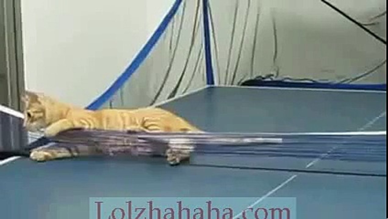 Small cat plays ping pong