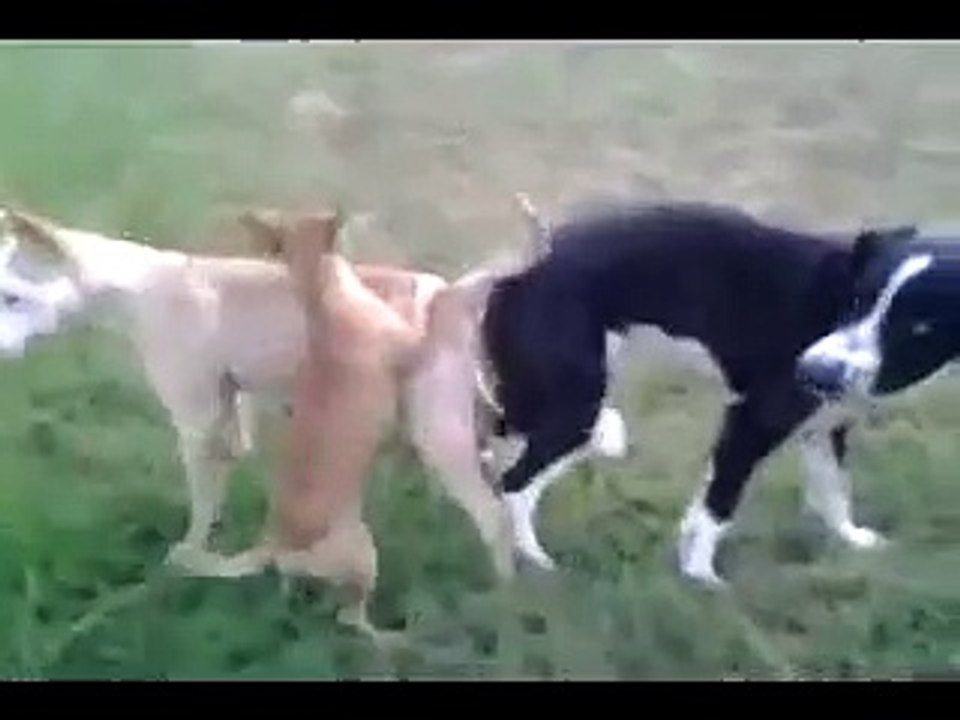 Two dogs get stuck