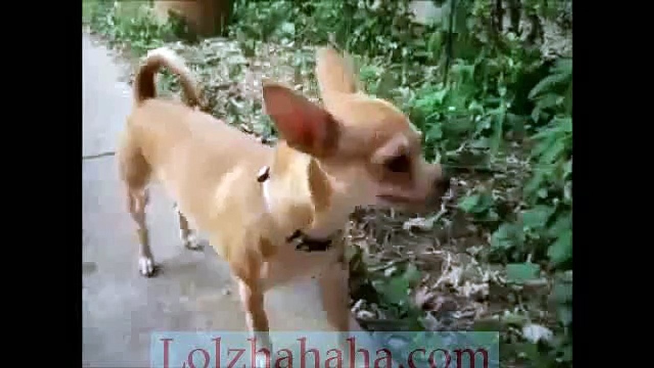 Sneezing Dogs Funny Video