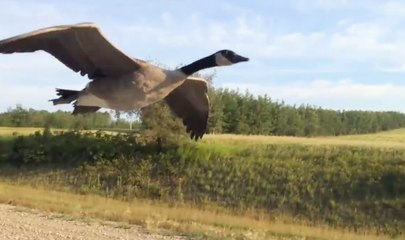 Une oie s'amuse à suivre un conducteur au Canada