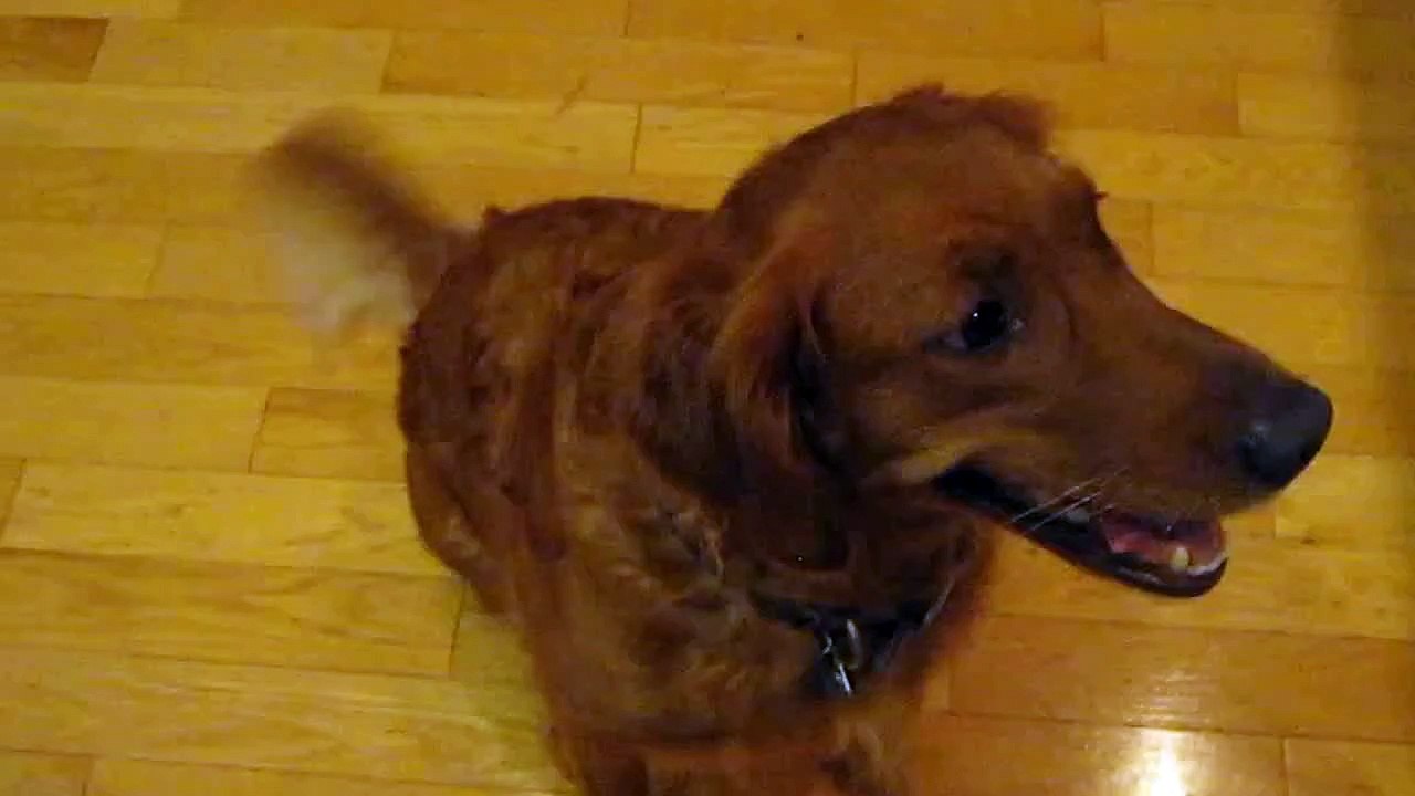 What does the Yosh say?