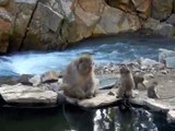 Monkey Business: Snow Monkeys in Nagano feasting on fleas and frolicking fancifully