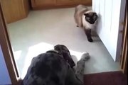 T Not-So-Ninja Cat Sneaking Past A Great Dane