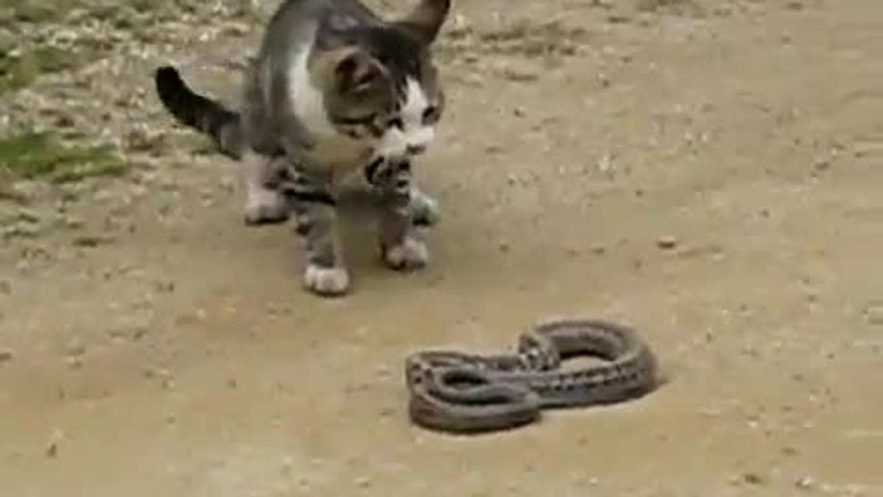 Cat and Snake FIGHT HD Dailymotion Video