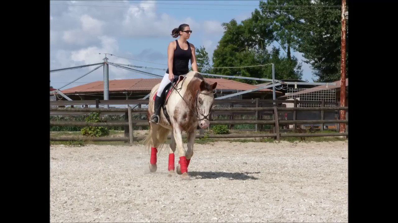 Dressage 16 août 2015