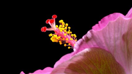 Une timelapse splendide montrant l'éclosion de fleurs