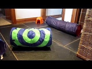 Why is Floor-time so important for my Guinea Pig? + Updates with all the Piggies!