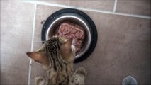 Kitten makes hilarious sounds while eating