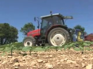 Démo desherbage alternatif colza et tournesol