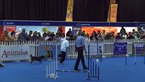 Dog Sport, agility: Biji and Shelly in dog agility contest, South Africa
