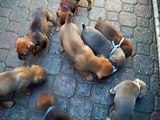 Feeding Raw Fish To Cane Corso Puppies - Bella Rosa