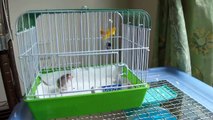 (hamster、ハムスター)我家4隻阿鼠