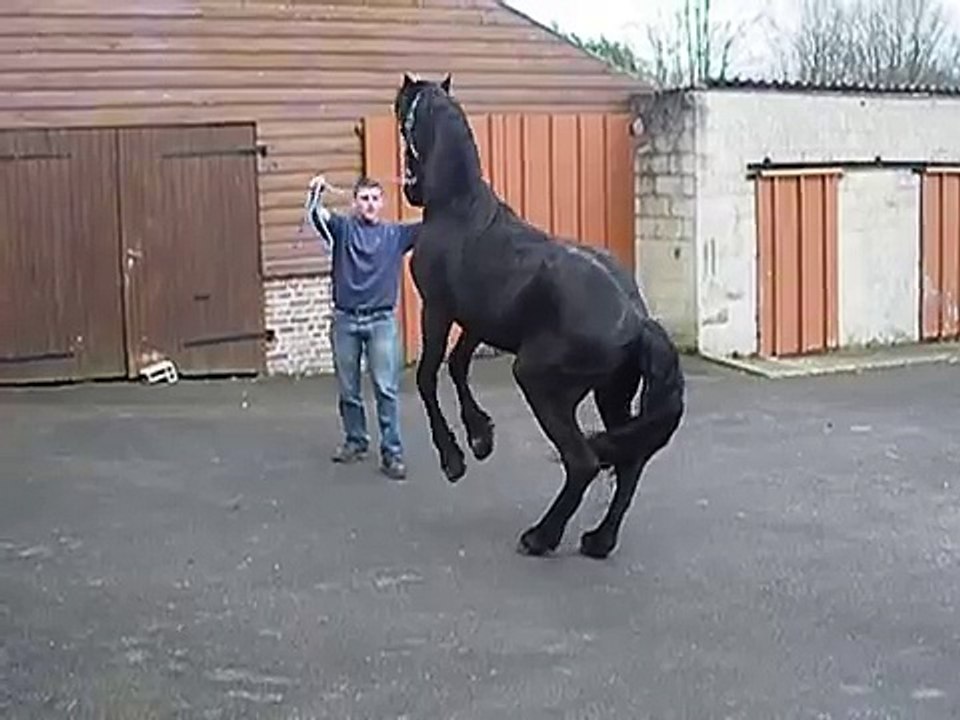 cheval frison cabré