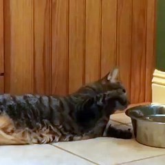 Whole new level of laziness