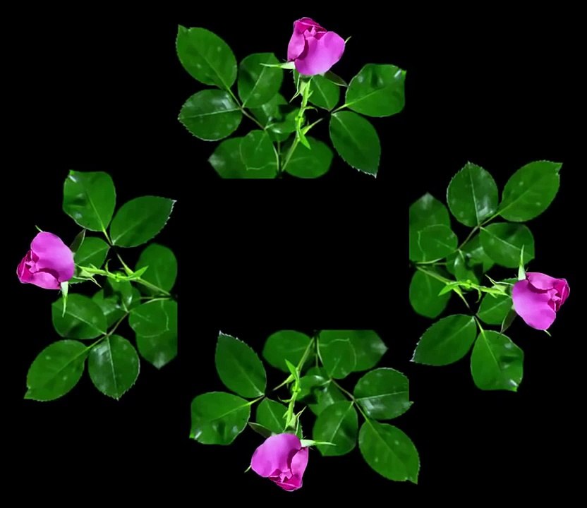 Hologram Technology Rose Flower