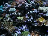 Our 110 gallon oceanic reef aquarium - coral, fish, marine, zoanthids...