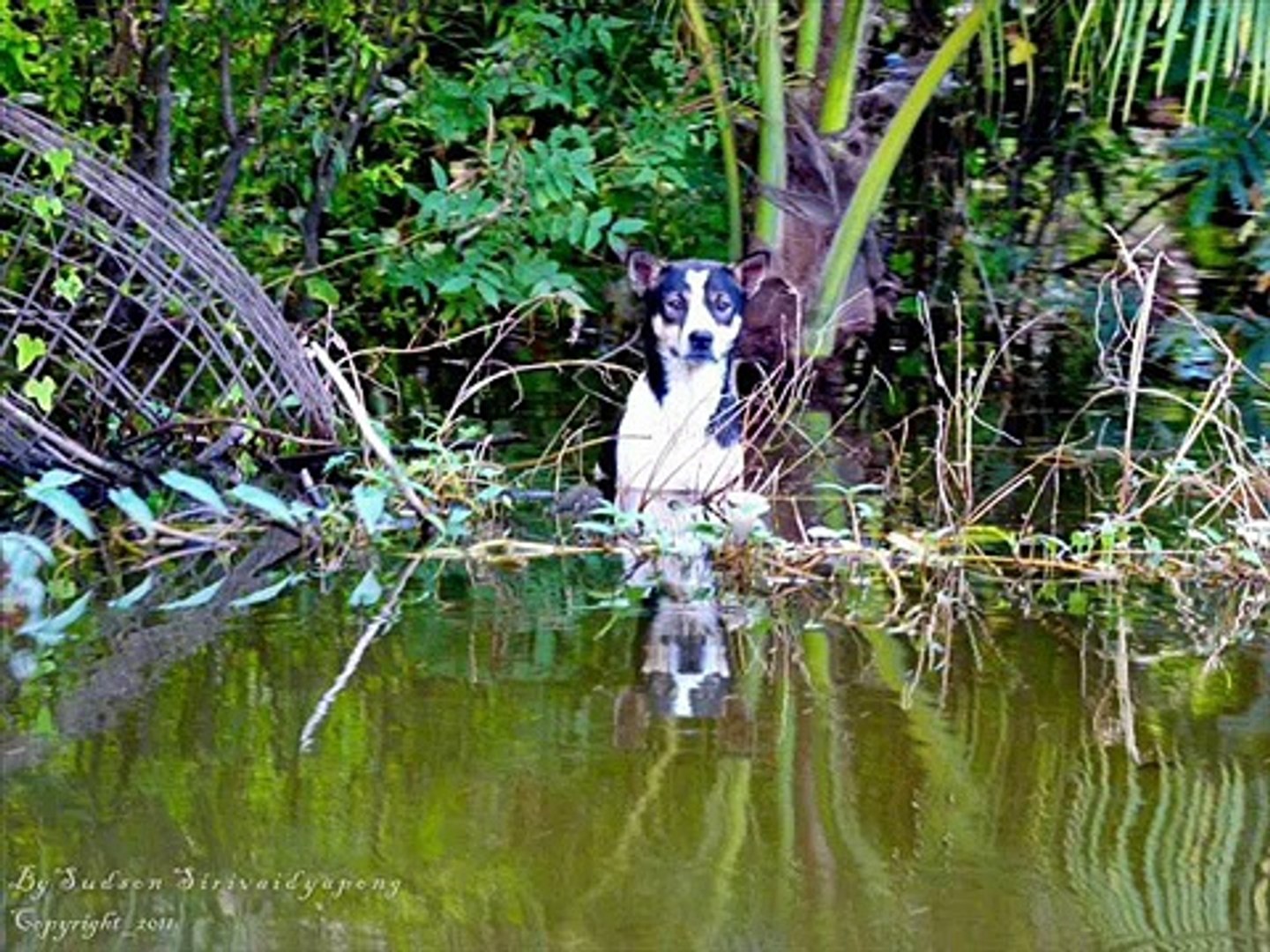 Thai Flood - thai animal need help