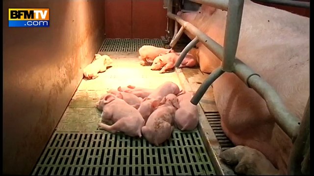 Filière porcine: Il faut sortir du modèle qui existe aujourd'hui , selon Bové