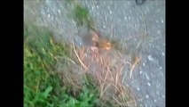 Animal Lover Rescues Daring Baby Bunny