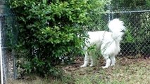 From Mou-Mou (Great Pyrenees): Securing backyard !?!?