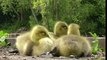 Canada Geese Goslings