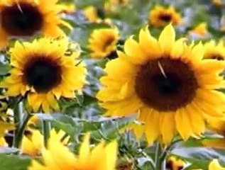 Sarmad Ali  Singer .singing a national song .with painfull video.