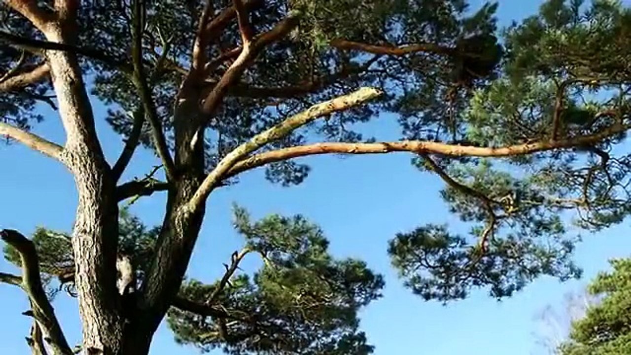 The Tree Bag