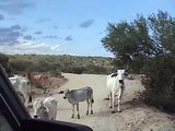 Cows Crossing - Baja California Sur